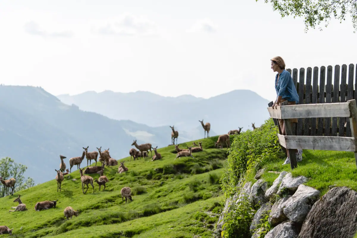 A woman stands on a fence and looks at a herd of deer.