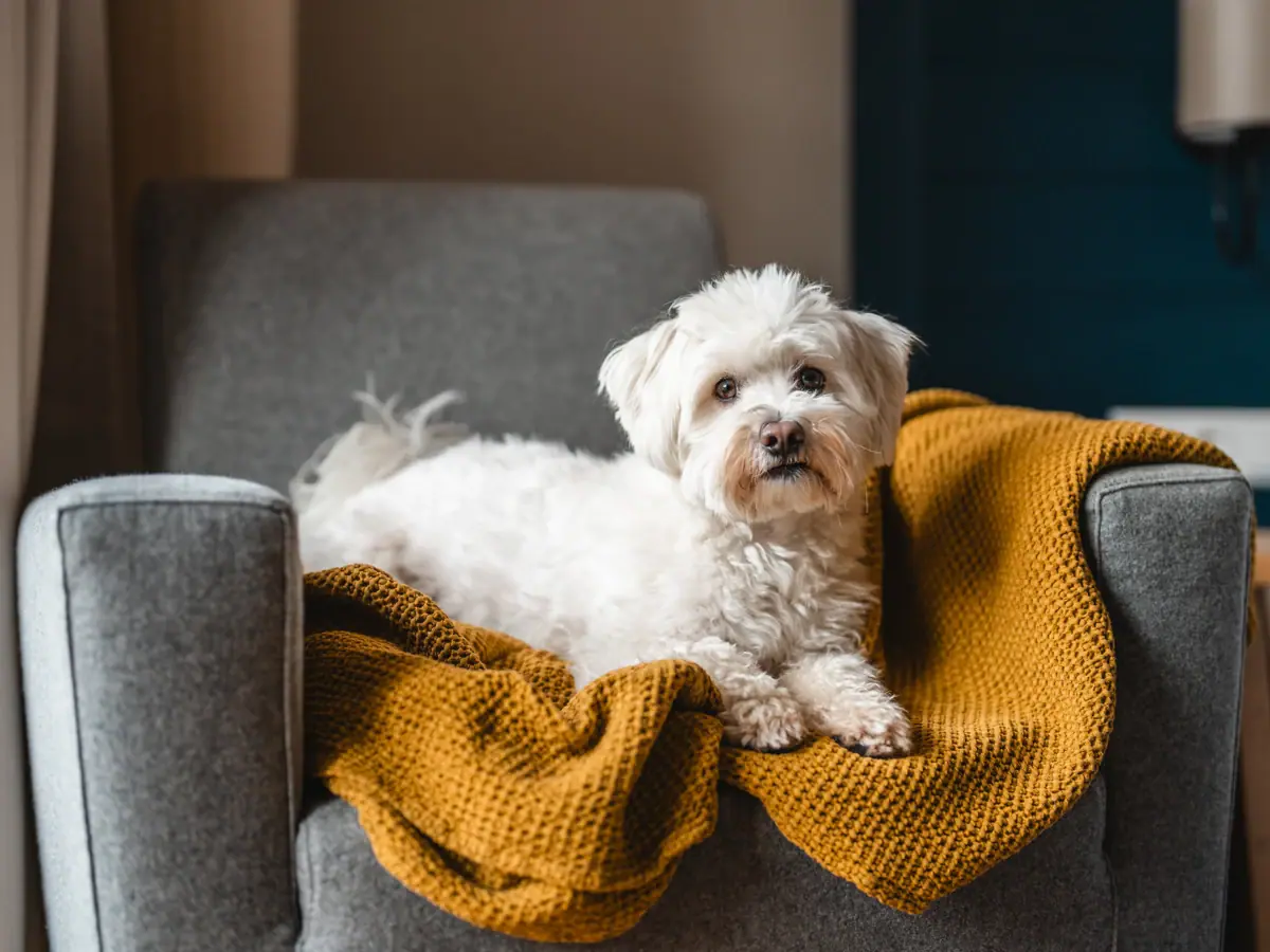A terrier lies on a sofa.