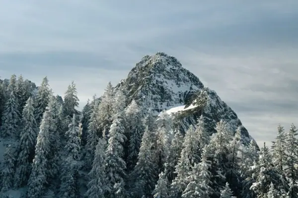 Snow-covered mountain with trees in the foreground.