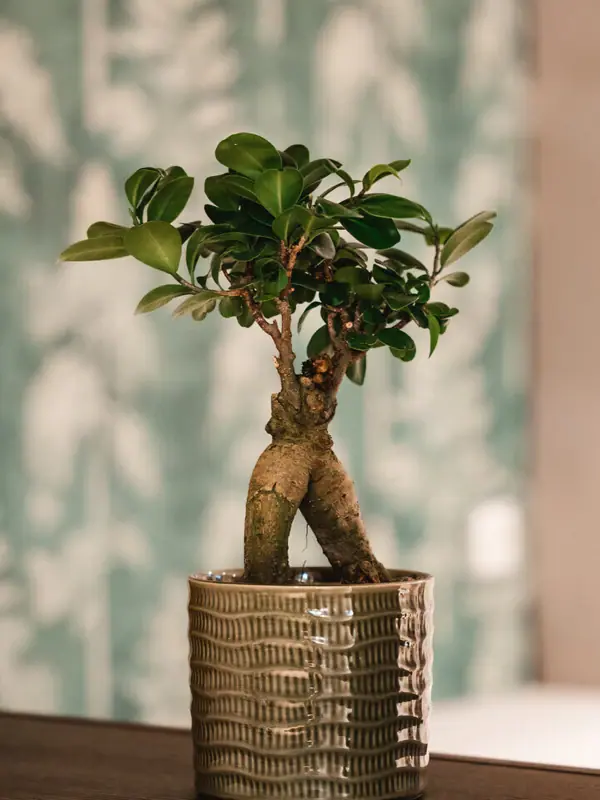 A houseplant in a flower pot on a shelf.