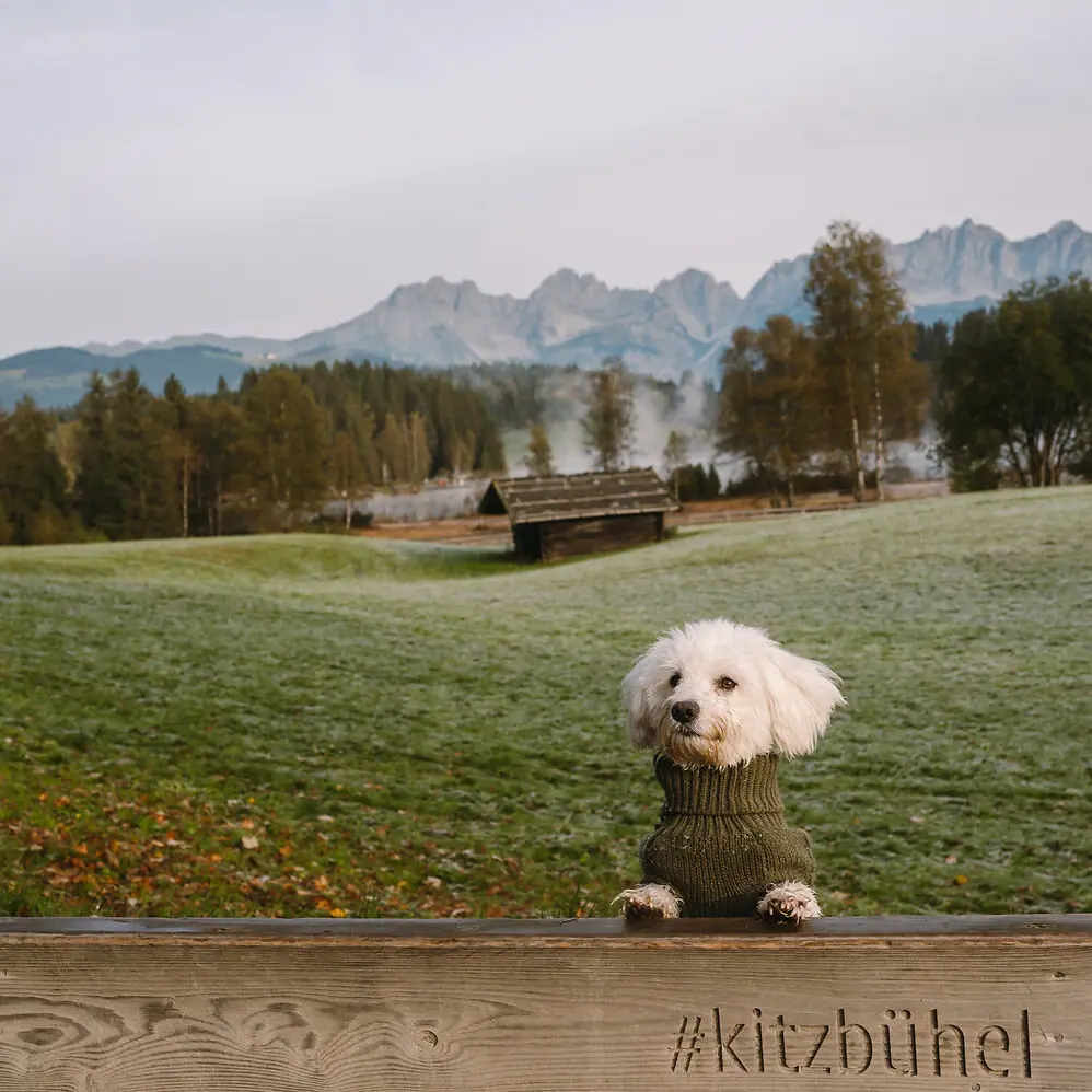 A dog with a jumper on a fence.