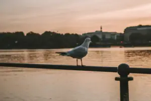 A seagull stands on a railing by the water.