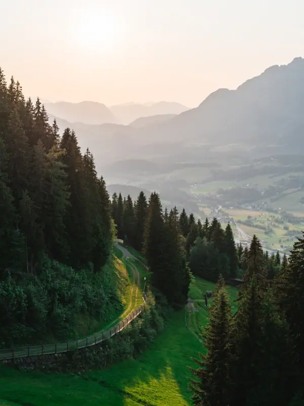 A road in a wood with trees and grass.