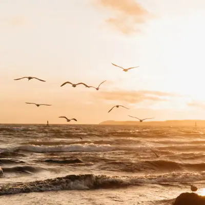 A group of birds flies over the Baltic Sea in Travemünde.