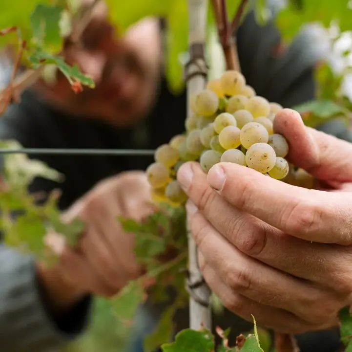 A person is holding a bunch of grapes in a vineyard in the Palatinate.