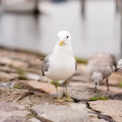 Two seagulls stand on cobblestones in Travemünde.
