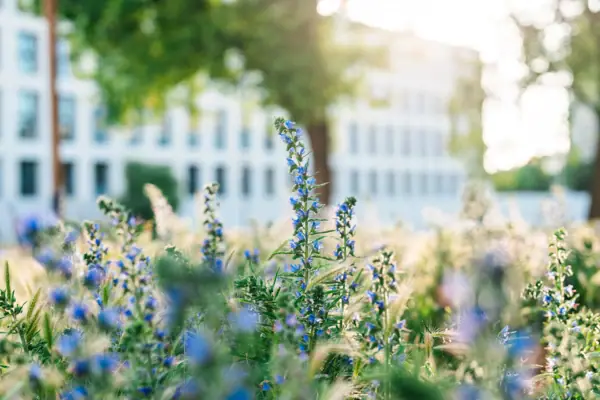 Close-up of a lavender field outdoors