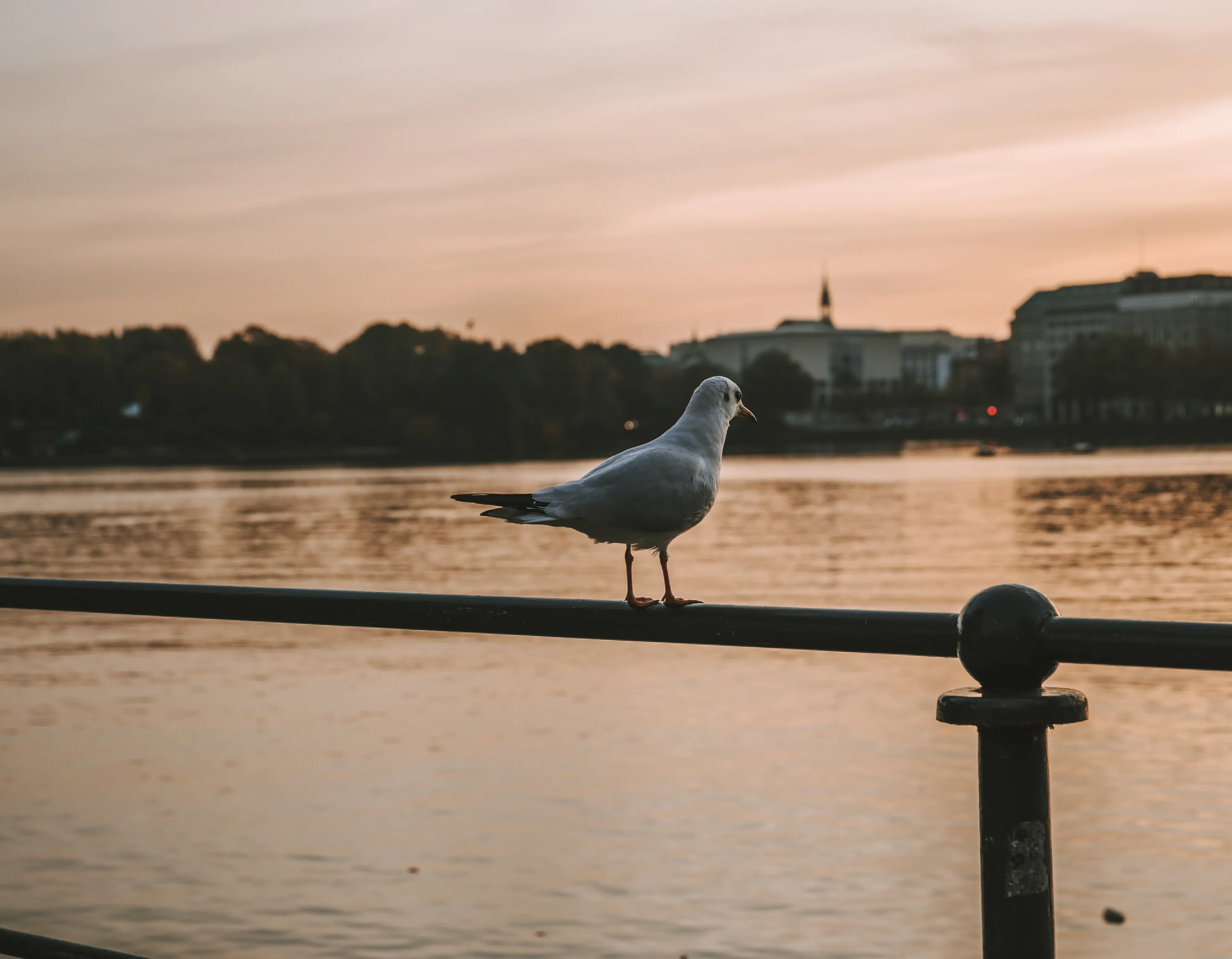 A seagull stands on a railing by the water.