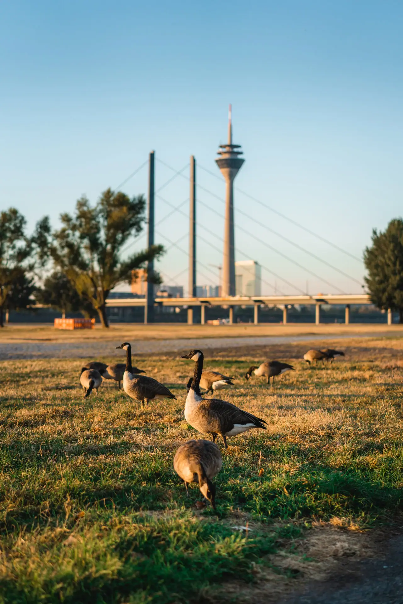 A group of geese in a meadow.