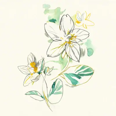 A colourful illustration of a flower with white blossoms and green leaves.