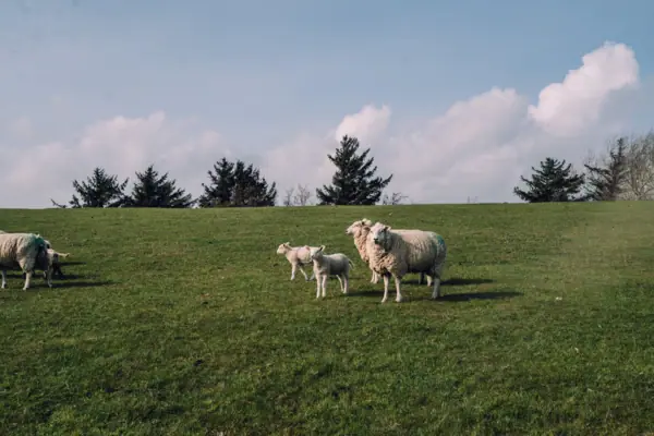 A group of sheep stands in a green meadow.