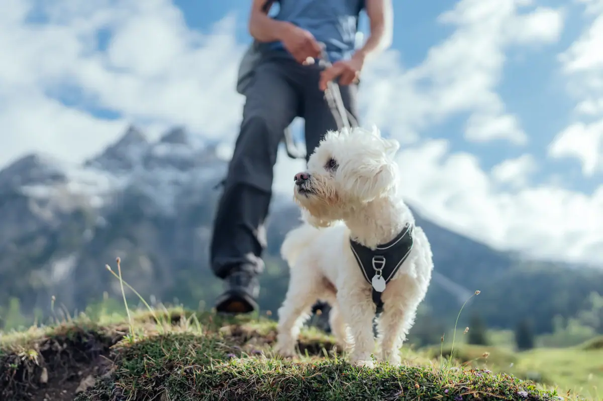 A dog on a lead outdoors.
