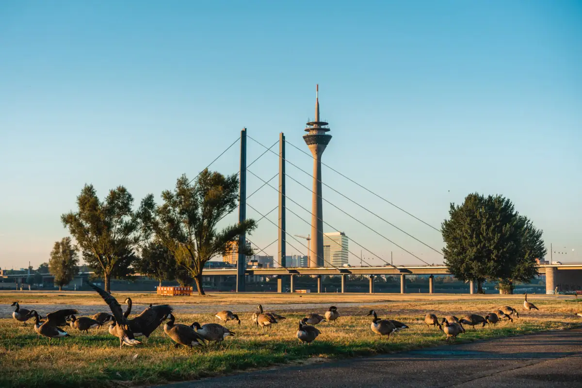 A flock of birds in a field, with a tower in the background.