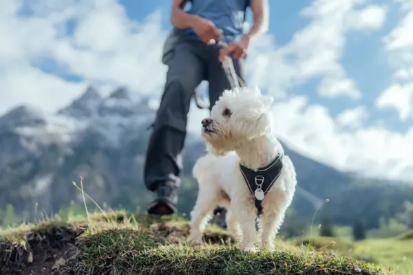 A dog on a lead outdoors.