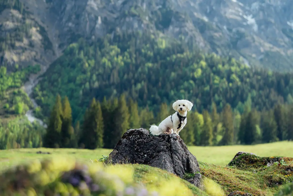 A dog is sitting on a rock in a field, with mountains in the background.