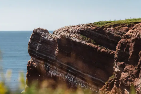The large guillemot cliffs on Heligoland, teeming with northern gannets, with the North Sea in the background.