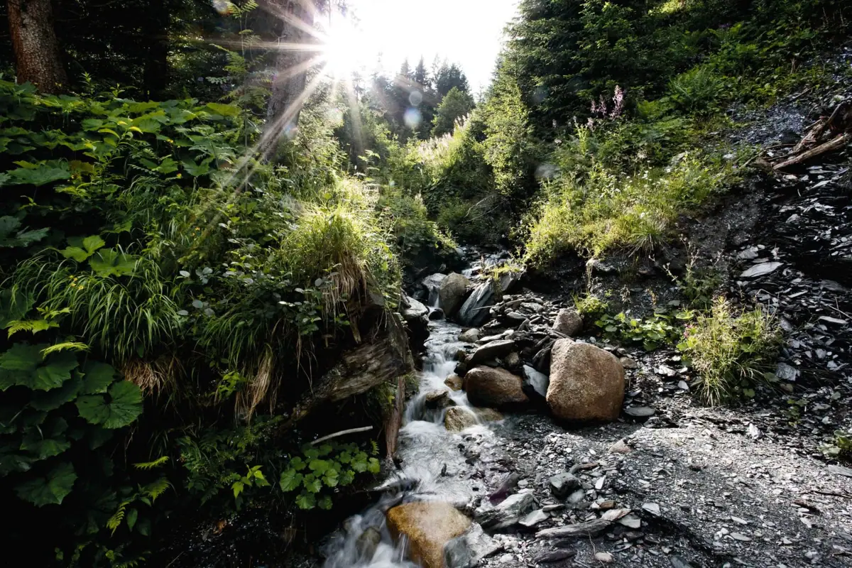 A river flowing through a forest.