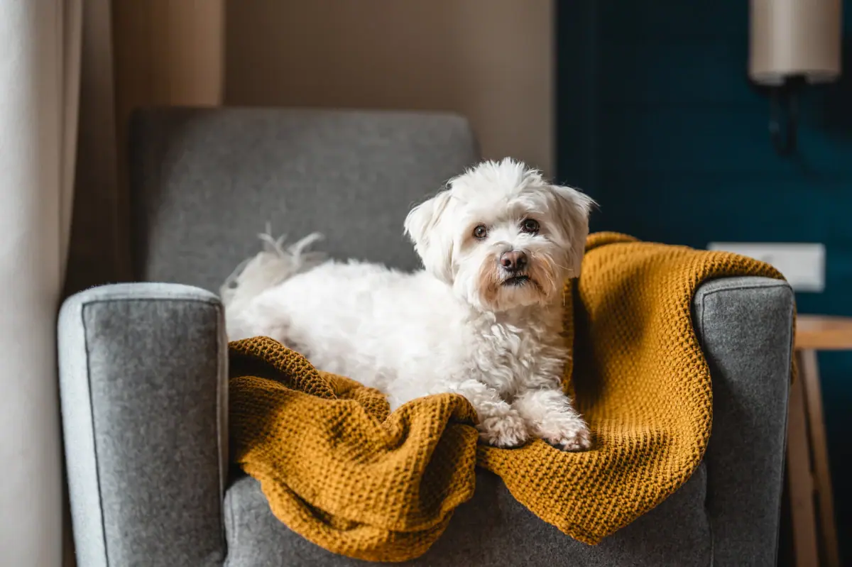 A terrier is lying on a sofa.