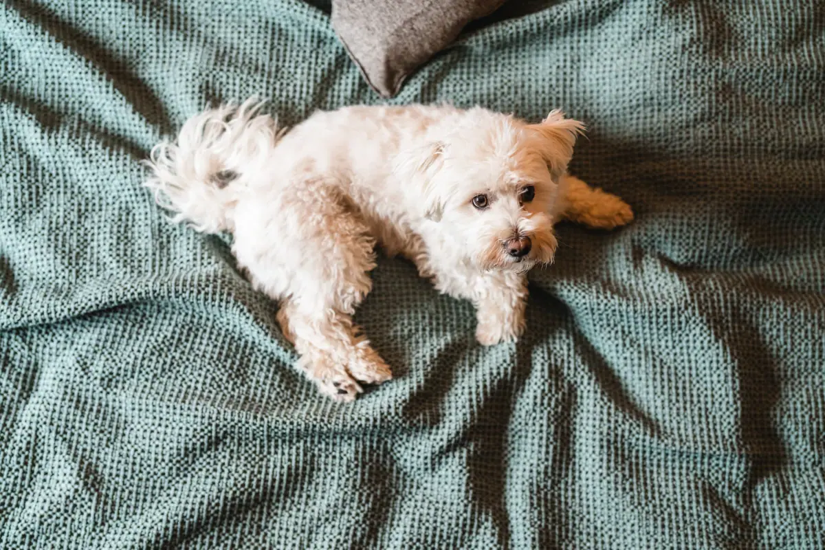 A dog is lying on a blanket.